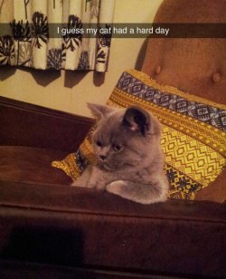 babyanimalgifs