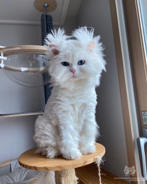 catsofinstagram:From @malsook03.01: “바람의 나라 이말숙”