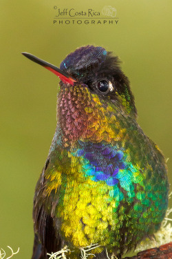 ayustar:  Fiery throated Hummingbird by Jeff Costa Rica Photography