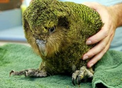 aeon-fux:  fullmetal-ravioli:  The kakapo is a critically endangered