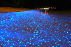 itscolossal:  A Maldives Beach Awash in Bioluminescent Phytoplankton