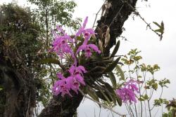 orquidofilia:  Cattleya maxima, in situ, Ecuador.  Orchidaceae: