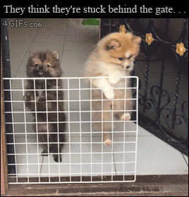 4gifs:  Dogs think they’re stuck behind a fence. [video]