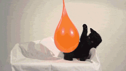 funnnyyy-giiiifffsss:  Gifs Gifs Gifs !