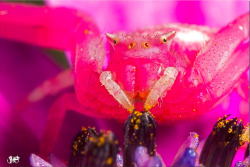 adorablespiders:a very pink Crab Spider (or flower spider) image