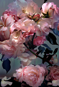 robertocustodioart:  Roses by Nick Knight 2008 