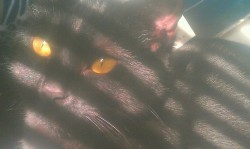 My kitty Jade’s eyes today are amazing (: 