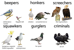 thefingerfuckingfemalefury: A helpful guide to birbs!