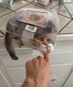 gentlemanbones:   These almond cookies are very aggressive. 