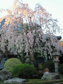 haruka-nature:  Shidare Sakura, Shinjyuku Tokyo Sunset