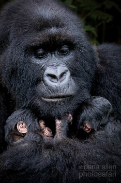 earthandanimals:  Mother and twin baby Mountain Gorillas.  Volcanoes