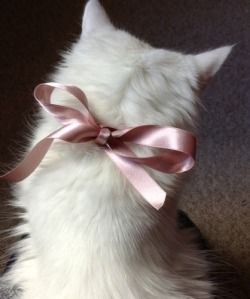 My cats need pink satin bows. I keep telling Paul this and he