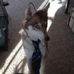 ruinlion:  awwww-cute:  The Wolf of Wall Street  dont you mean