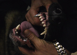  navy seals war dogs get razor sharp titanium canines that can