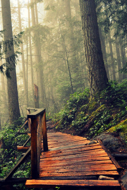 plasmatics-life:  Path ~ By Edvard Schock