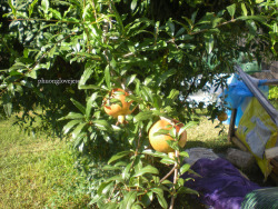 Pomegranate, Punica granatum……Cây Lựu ở Texas