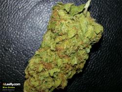 theheroicchemist:  Blue Dream is a sativa dominant hybrid originally