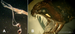 luminescentlabs:Bioluminescent Barbeled Dragonfish! This beauty