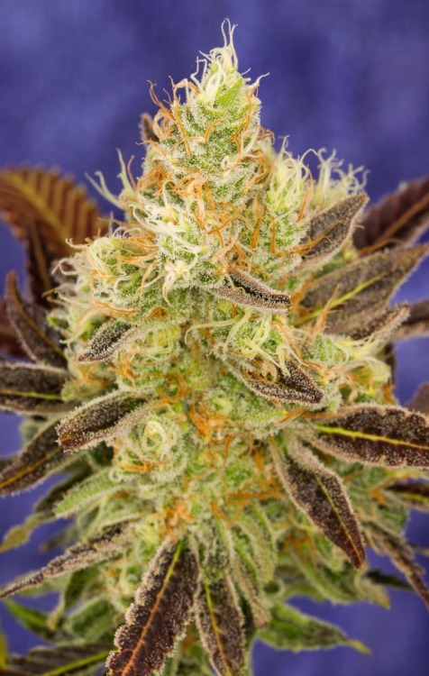 thebudtendersociety:  Jillybean grown by @Hug_Farms   Email your best pics in to get posted   Http://budtendersociety.com