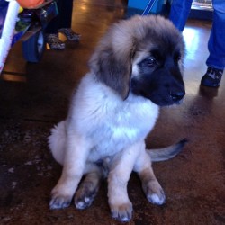 allawesomebeasts:  #leonberger #puppy (at Phydeaux)