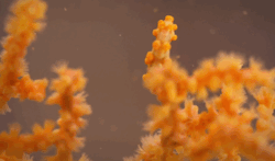 kqedscience:  Do pygmy seahorses search for a coral that matches