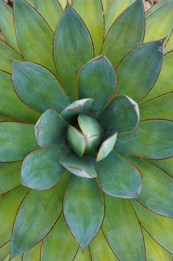 flora-file:  Agave ‘Blue Glow’ (by flora-file)