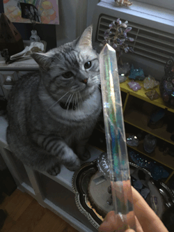 mamadivaa:  adrien-rose:  mamadivaa: Greedy crystal kitty!!!
