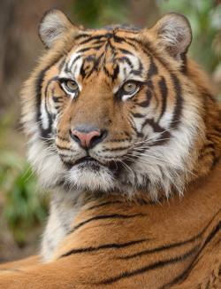 sdzoo:  Thanks to Mike Wilson for these stunning shots of a few