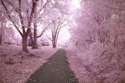 lifeaccording2max:  Cherry blossom lane looks like something