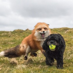 everythingfox:  “DOGE, COME BACK HERE WITH MY BALL!”Ayla