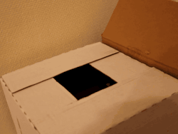 onlylolgifs:   