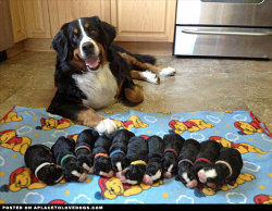aplacetolovedogs:  Happy and proud mom of 11 newborn Bernese