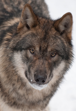 her-wolf:  Wolf by   Michael-Stein   