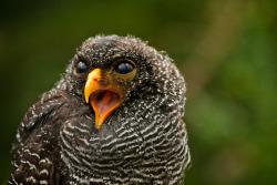 wingedpredators:  Florence, Black-Banded Owl (Photo by peet-astn)