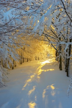tect0nic:  Sunrise in the snowy woods by Roberto Melotti via