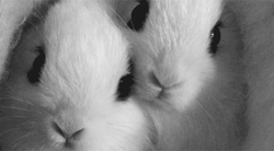 omg-relatable:  baby animal posts daily