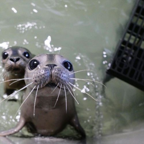 sixpenceee: Cute baby seals about to be released back into the
