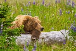 nubbsgalore:just another lazy sunday for bear. photos by richard