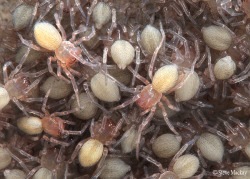 animals-animals-animals:  Lace Webbed Spiderling’s (Amaurobius