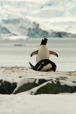 vurtual:  Gentoo Love (by stephen mawby) 