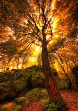 opticallyaroused:   tree of sun   Marek Ševc 