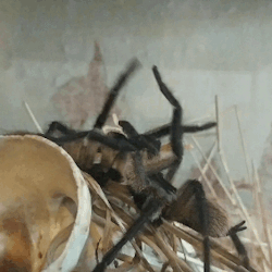spiders-spiders-spiders: a-fucking-nuisance:  Have you ever seen