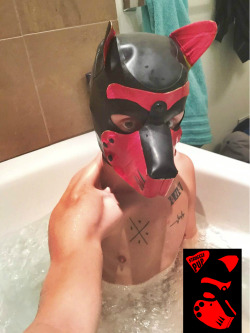 strugglepup:  Time for a dirty pup to clean up. If only for a