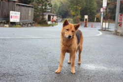 life-japan:  I met a street dog at Nara. he followed after us.