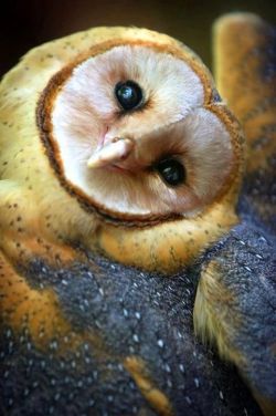 senerii:Barn Owl by ~HarryPotter8 