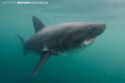 oceansrealm:  Salmon Shark - Lamna ditropis Photo By: Andy MurchSource: Big