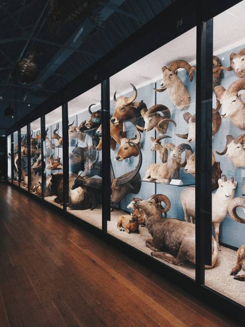 twofacedgods:The Natural History Museum at Tring, HertfordshireA