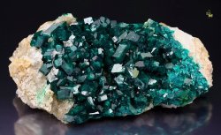 fuckyeahmineralogy:  Dioptase; Altyn-Tyube Deposite, Karagandy