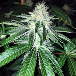 weedporndaily:  tg_genetics  