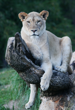 johnnybravo20: Lioness (by Mark Dumont) I am she…